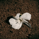 Dirt